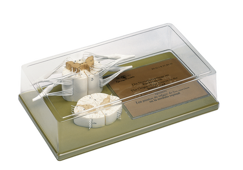 Somso Spinal Cord with Nerve Branches, Anatomical Model