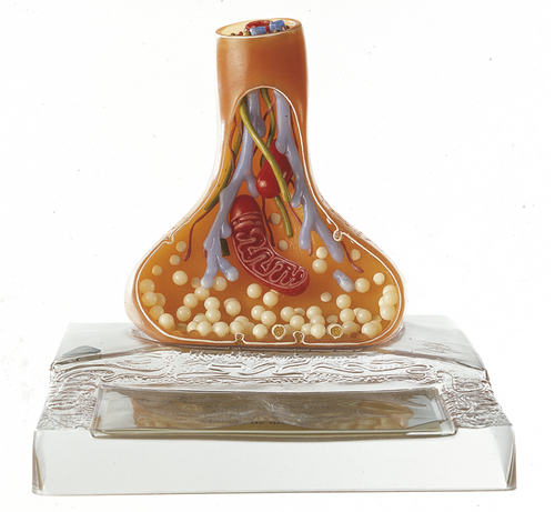 Somso Model of a Synapse