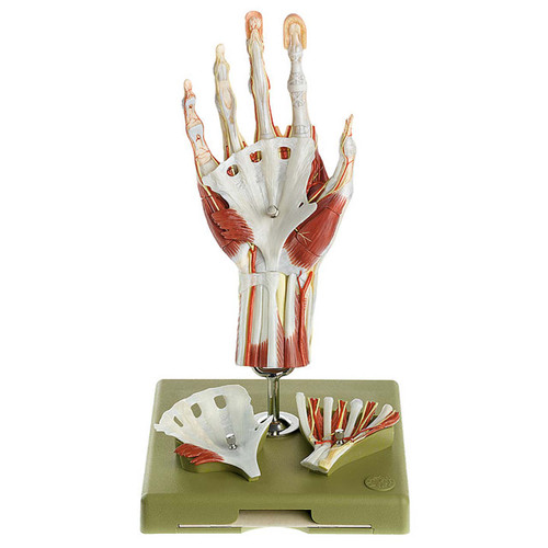 Somso Surgical Hand Model in a didactic Colour-Scheme