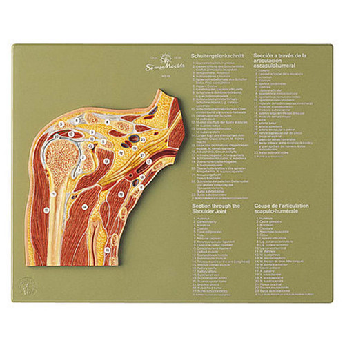 Somso Section through the Shoulder Joint, Anatomical Model
