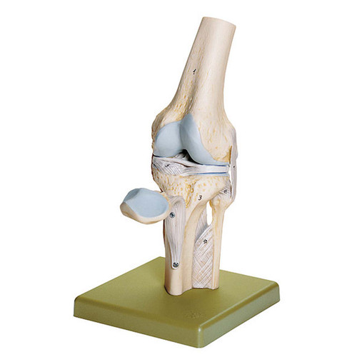 NS50 - Functional Model of the Knee Joint