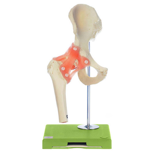 NS50 - Functional Model of the Knee Joint