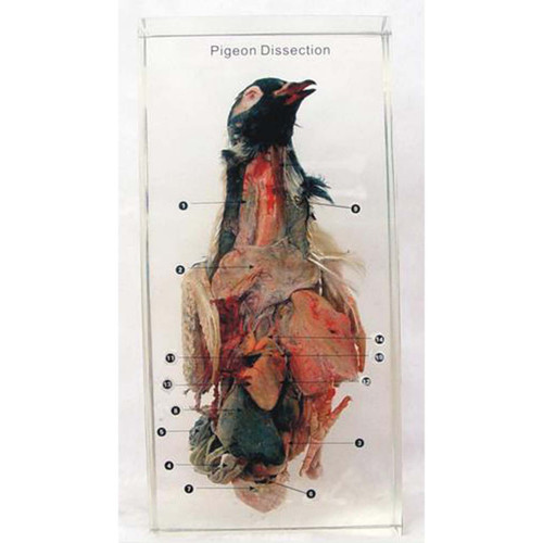Pigeon Dissection with Keys, embedded