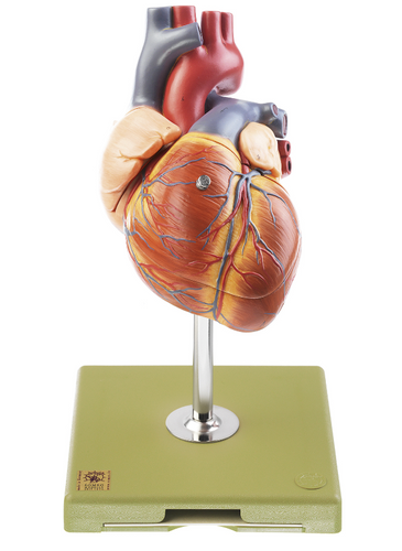 Somso Heart with Conducting System, Anatomical Model