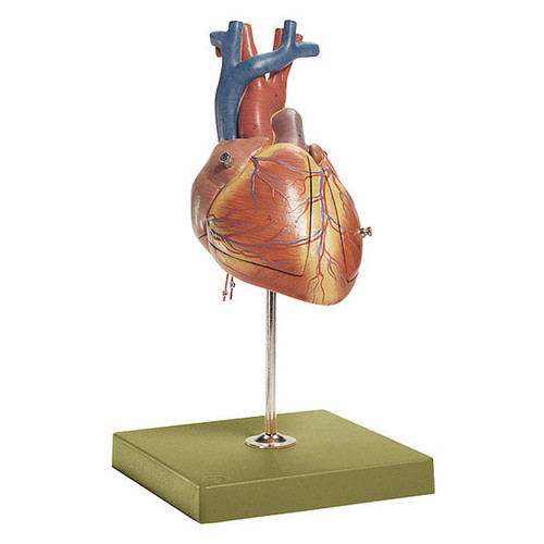 Anatomical Heart Model | Southern Biological