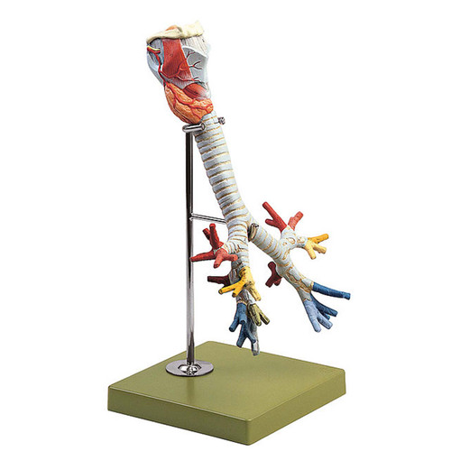 Somso Larynx with Trachea on Stand, Anatomical Model