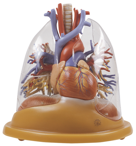 Somso Heart-Lung Table Model