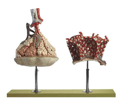 Somso Lobule of the Lung with Additional Model Pulmonary Alveoli, Anatomical Model