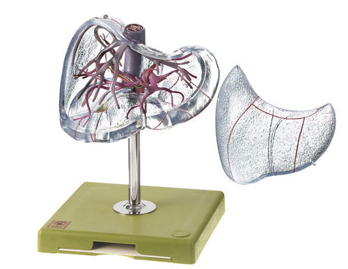 Somso Vascular Architecture of the Liver, Anatomical Model