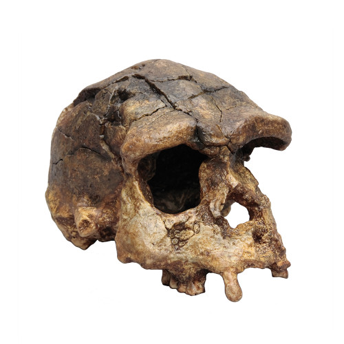 Homo erectus, Sangiran 17