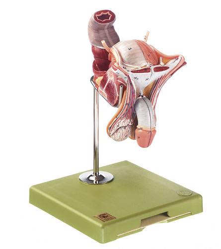 Somso Male Genital Organs