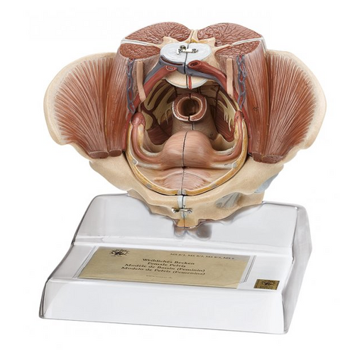 Somso Female Pelvis, Anatomical Model