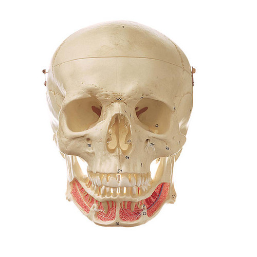 Somso Artificial Human Skull