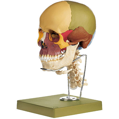 【希少本】Cranial Technique 1979-1980 Cranial Technique 1979-1980