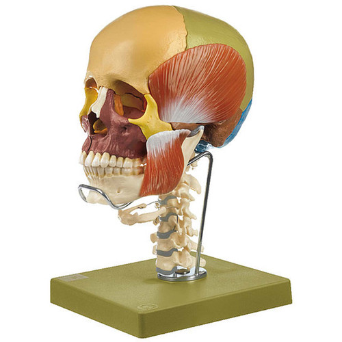 Somso 14-Part Coloured Model of the Skull with Cervical Vertebral Column, Hyoid Bone and Muscles of Mastic
