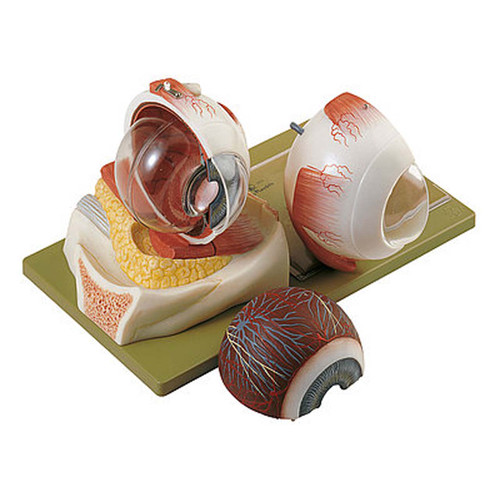 Somso Eyeball 5x, 5parts