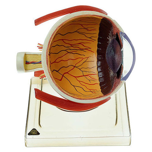 Somso Right Half of the Human Eye on a Base, Anatomical Model