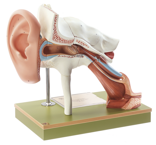Somso Ear with Pinna, Anatomical Model