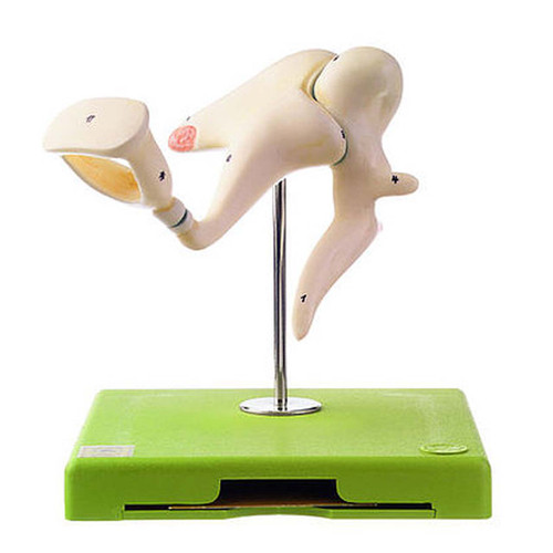 Somso Ossicles, Anatomical Model