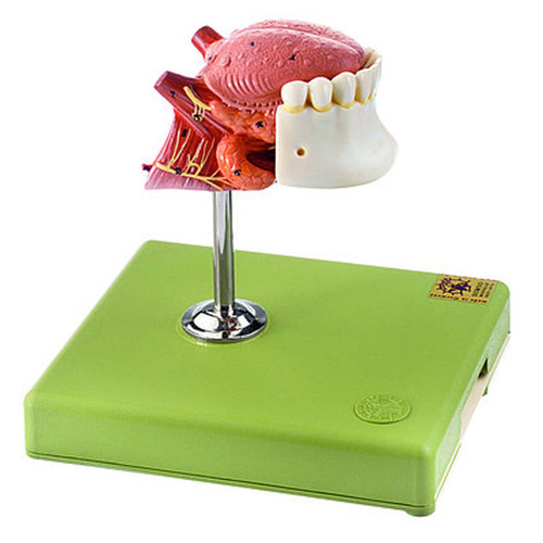 Somso Tongue, Anatomical Model