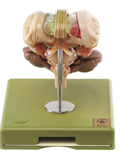 Somso Model of Brain Stem in 12 parts