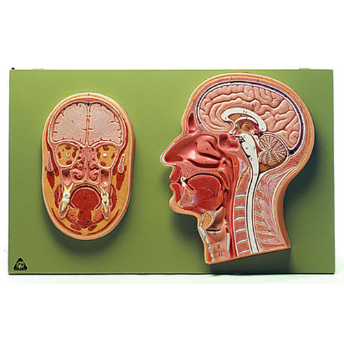 Somso Median Section of the Head, Anatomical Model