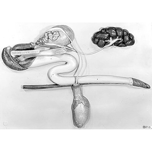 Somso Genital Organ of the Bull with Urinary System, Anatomical Model