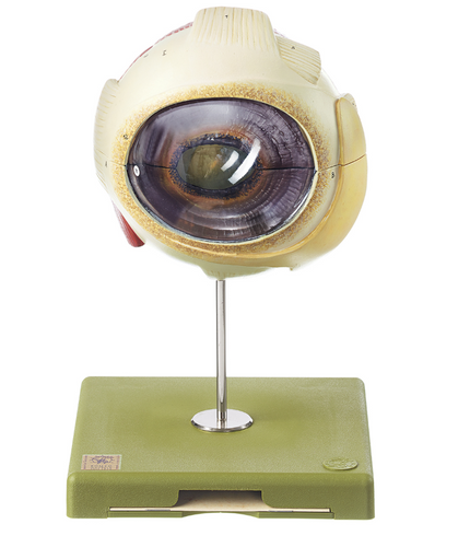 Somso Eyeball of the Horse, Anatomical Model