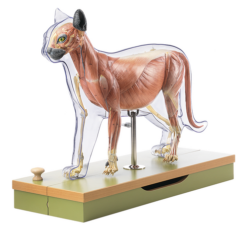 Somso Domestic Cat Model, Transparent Skin