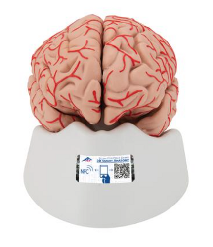 3B Scientific Brain with Arteries, 9 part, Anatomical Model