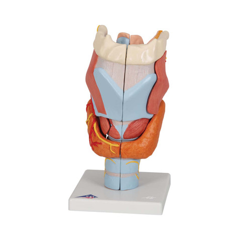 3B Scientific Larynx Model, 2 times full-size, 7 part