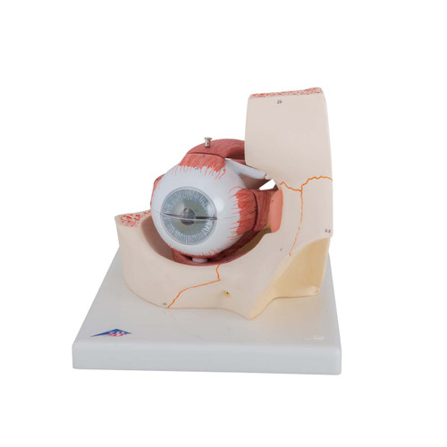 Anatomy Eye Models
