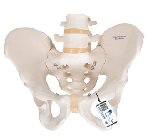 3B Scientific Male Pelvis Skeleton, Anatomical Model