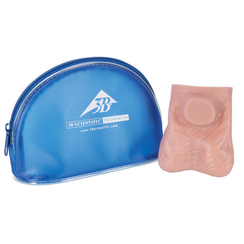 3B Scientific Testicle Model