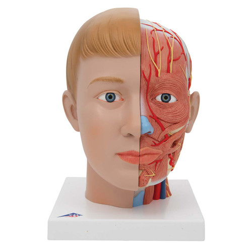 3B Scientific Head with Neck, 4 part, Anatomical Model