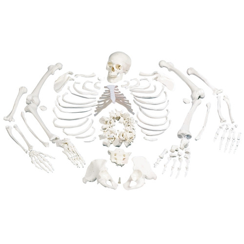 Anatomy  Human Skeleton Models - Page 2