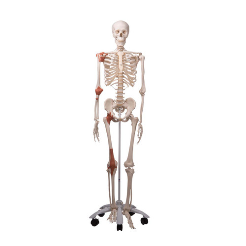 Skeleton Model Sam