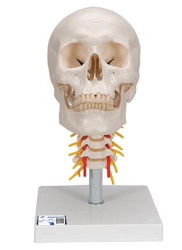 3B Scientific Human Skull Model on Cervical Spine, 4 part