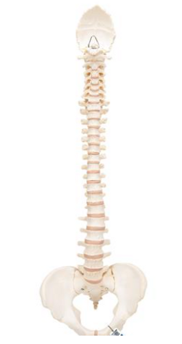 3B Scientific BONElike Vertebral Column Model