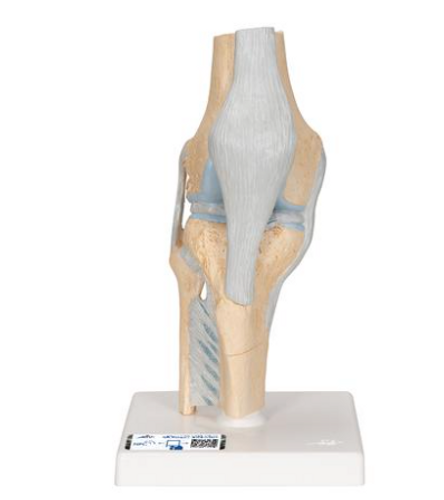 3B Scientific Sectional Knee Joint Model, 3 part