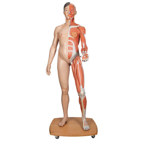 1000209 - Life-Size Dual Sex Human Figure, 39-part
