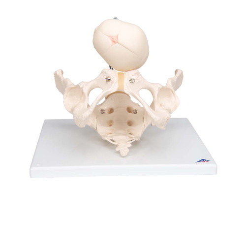 3B Scientific Childbirth Demonstration Pelvis, Anatomical Model