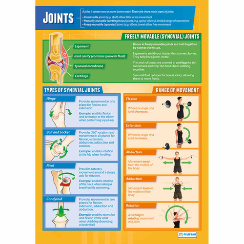 School Charts - Joints Laminated