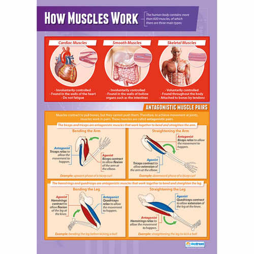 School Charts - Muscles Laminated