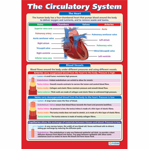 School Charts - The Circulatory System