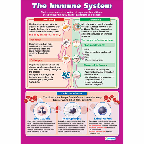 School Charts - The Immune System