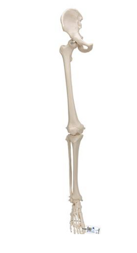 3B Scientific Anatomical Leg Skeleton with Hip Bone
