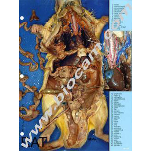 Rat, Concise Dissection Guide