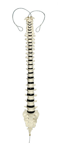 Somso Vertebral Column (Articulation on nylon)