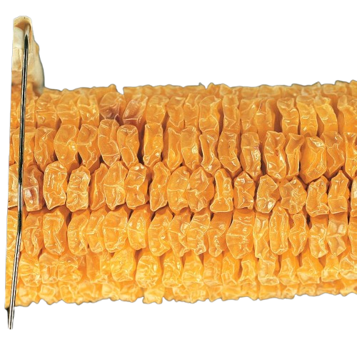 Corn Parent, Yellow Sweet